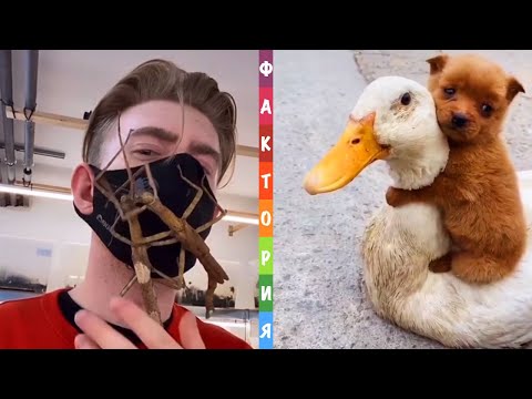 Видео: Популярное из Тик Ток (15 часть)