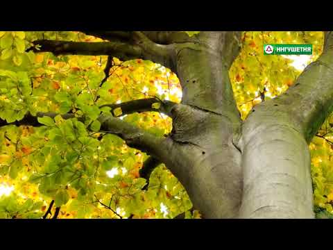 Видео: Растения Ингушетия_Бук