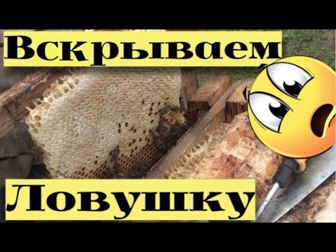 Видео: ВСКРЫВАЕМ ЛОВУШКУ.Работа на пасеке с бродячими роями. #23