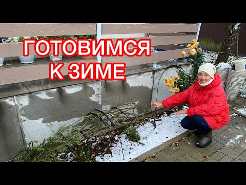 Видео: Розы, гортензии, хризантемы - готовимся к зимовке