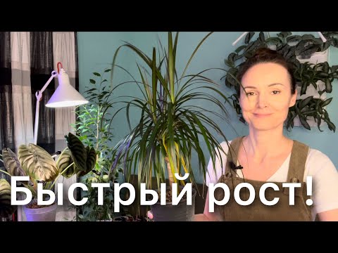 Видео: Пересадка драцены. Грунт - состав, пропорции. Подбор горшка. Обрезка корней Дневник садовода