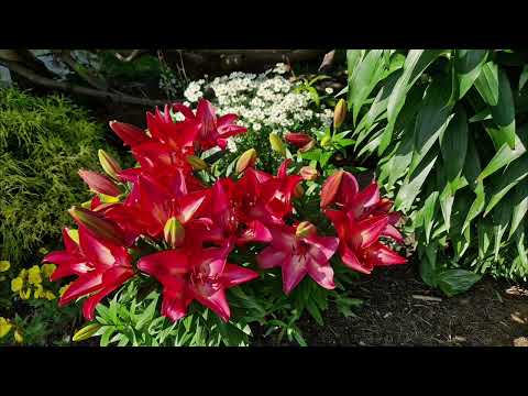 Видео: Цветы и растения на мамином участке в июле 2025 года