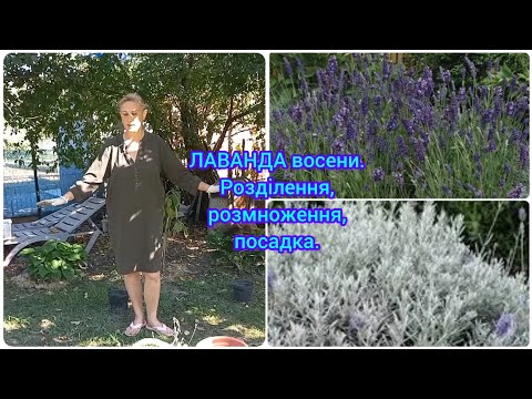 Видео: Багато ЛАВАНДИ НЕ БУВАЄ🪻РОЗМНОЖЕННЯ,РОЗДІЛЕННЯ#посадкалаванди#розділеннялаванди#обрізкалаванди#квіти