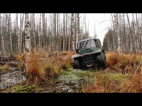 Видео: За монетами через болота #539