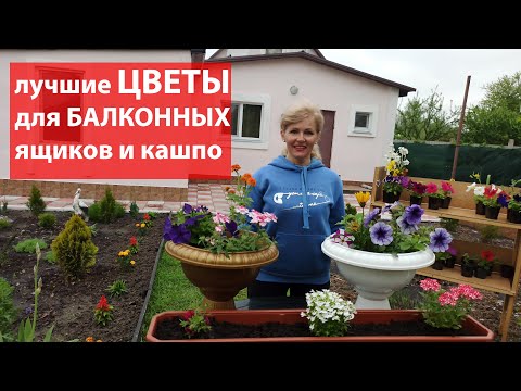 Видео: Что посадить в балконный ящик