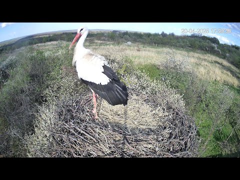 Видео: Великодній гість