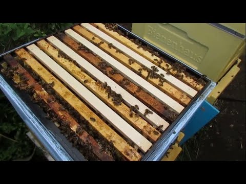 Видео: август на пасеке - нет расплода в семье пчел , в чем причина, и как нарастить пчел в зиму