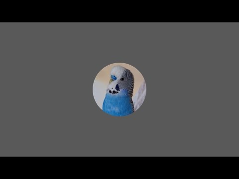Видео: @Говорящий Попугай 🦜 Кеша #попугай
