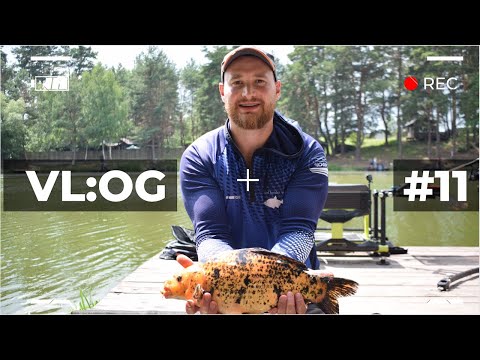 Видео: Аматорська Флет Фідерна Ліга | 3 Етап Озеро "Трофейне" | VL:OG №11