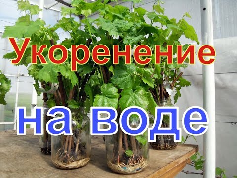 Видео: Виноград . Простейшее укоренение черенков , без дополнительных затрат.