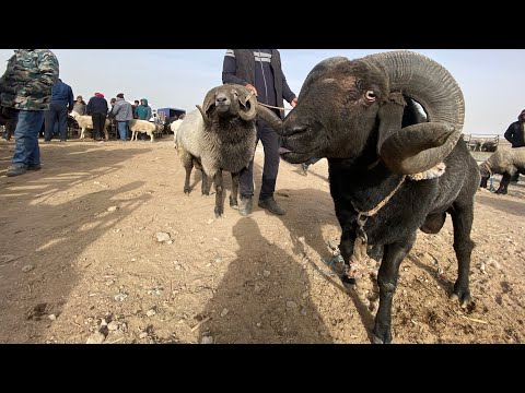 Видео: БУГОЗ КУЙ СЕЗОНИ БОШЛАДИ ХОРАЗМ КУЧКОР БОЗОРИ ГИГАНТ КУЧКОР НАРХЛАРИ  02.11.2025
