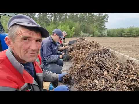 Видео: Міскантус посадка 7.05