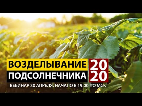 Видео: Возделывание подсолнечника в условиях сезона 2020