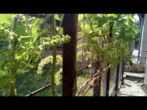 Видео: Когда и сколько соцветий нужно удалять на зеленых побегах винограда