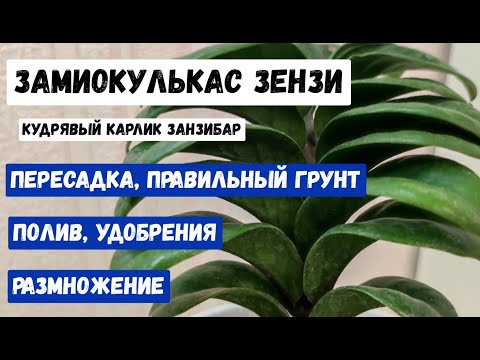 Видео: ЗАМИОКУЛЬКАС ЗЕНЗИ пересадка, правильный грунт для ЗАНЗИБАР, размножение, удобрения, ВСЕ СЕКРЕТЫ