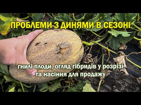 Видео: Проблеми з динями в сезоні: гнилі плоди, огляд різних гібридів у розрізі та насіння для продажу