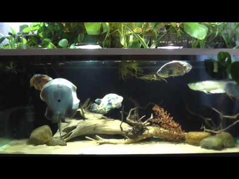 Видео: Дневник аквариума. Часть 11. (травма арованы)