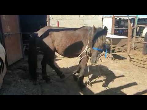 Видео: Асау биені сауып үйрету тәсілі.