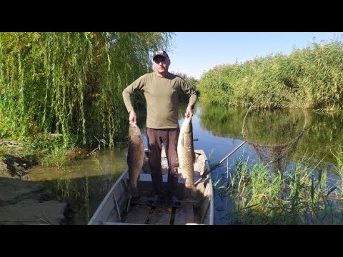 Видео: Вот это Клёв! Попали на раздачу белого Амура! Трофейные Амуры пойманы!