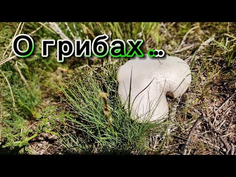Видео: О грибах, тюльпанах и людях | 20 апреля 2025