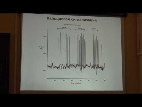 Видео: Атауллаханов Ф. И.-Биофизика регуляторных процессов-3.Регуляция метаболизма гликогена адреналином-1