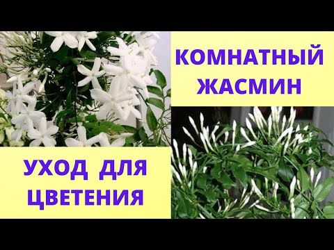 Видео: Мой жасмин цветет зимой. Почему жасмин не цветет. Уход в домашних в домашних условиях.