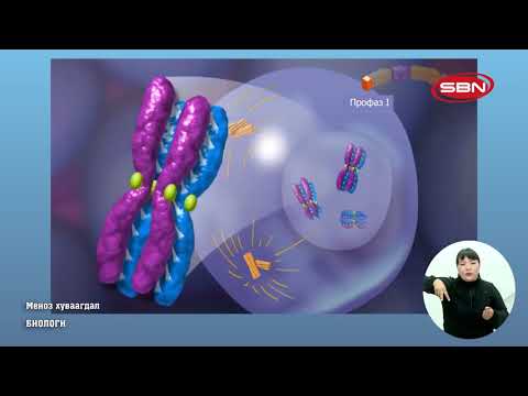 Видео: 2020/03/18 ЕБС-ийн 10-р ангийн ТЕЛЕ ХИЧЭЭЛ "БИОЛОГИ" - Мейоз хуваагдал /Багш: С.Лхагважаргал/