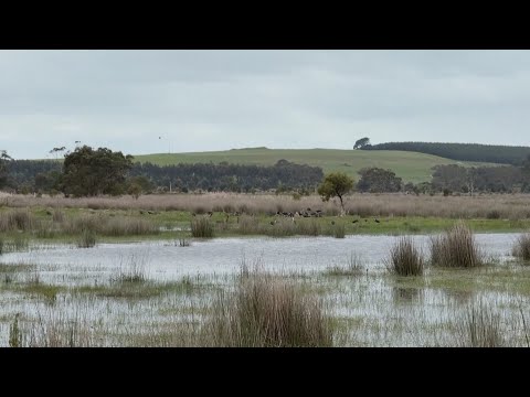 Видео: Защитники природы вернули к жизни водно-болотные угодья на юге Австралии