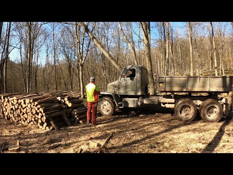 Видео: Лесозаготовка, пещерные приключения и перевозка дров на V3S, Amles, Stihl, Zetor, Forestwork