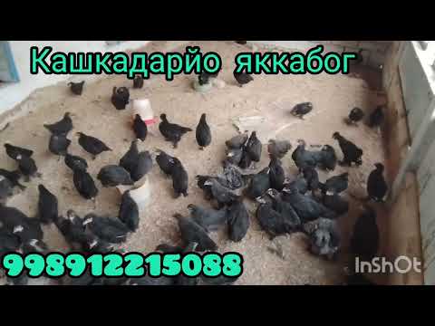 Видео: Кора жужалар сотилади Манзил кашкадарйо яккабог 