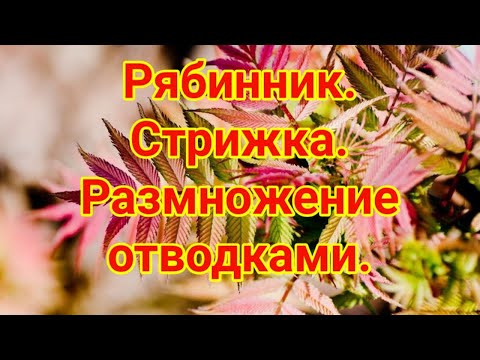 Видео: Рябинник  Обрезка  Размножение отводками