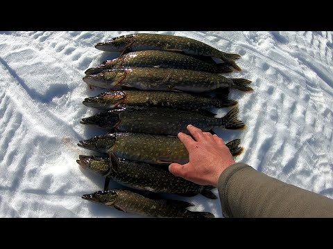 Видео: ОПЯТЬ ЖОР ЩУКИ. Капкан сработал. Поклевки на разные снасти. Крайняя рыбалка на зимние жерлицы.
