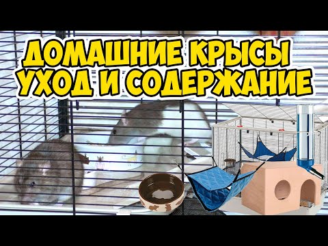 Видео: Домашние крысы - уход и содержание. Содержание крыс в домашних условиях