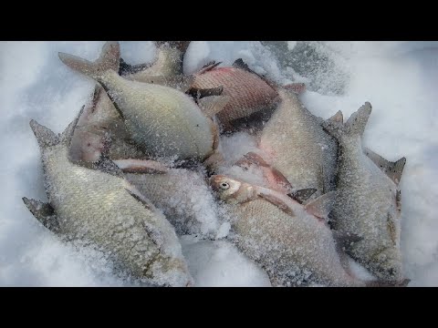 Видео: ГЛУХОЗИМЬЕ! В ПОИСКАХ ЛЕЩА. Ловля леща на БЕЗМОТЫЛКУ.