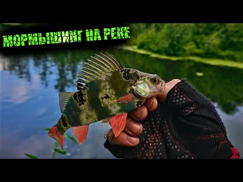 Видео: Часть 1. Плотный Мормышинг на речке Курья. Сочные арбузы и Серебряные стручки!