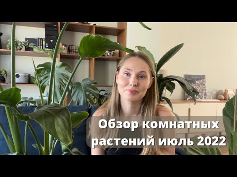 Видео: Обзор комнатных растений. Июль 2022. Часть 1.