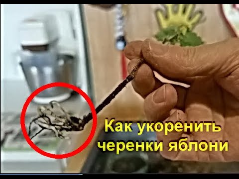 Видео: Как укоренить черенки яблони?