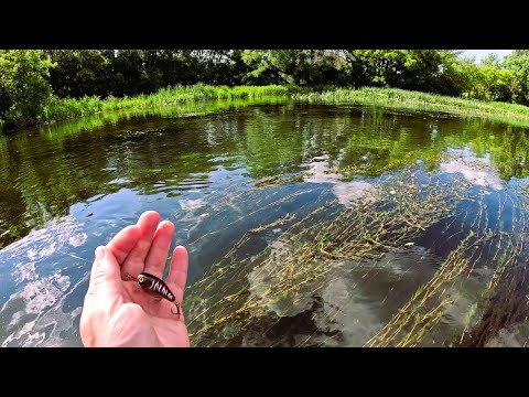 Видео: Летняя рыбалка на спиннинг! ГОЛАВЛЬ, ЖЕРЕХ, ЩУКА, ОКУНЬ.