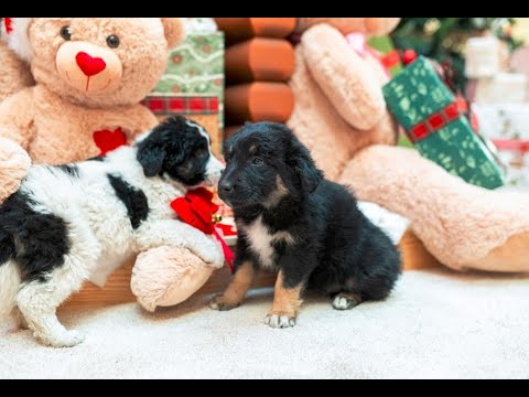 Видео: Кампания за осиновяване на кученца в Plovdiv Plaza Mall