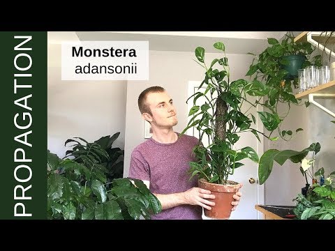 Видео: Как размножить Monstera adansonii (швейцарскую сырную лиану)