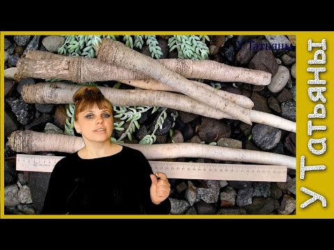 Видео: Как ИЗБАВИТЬСЯ от ХРЕНА!