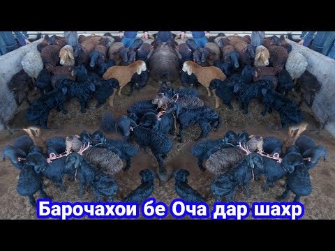 Видео: Барачаи бе Оча сезон шудестай Молбозори ш , Бохтар,  Хочи Шариф, Букаи калон,  2 февраля 2024 г.