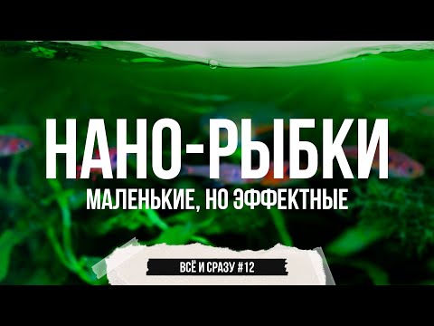 Видео: Аквариумные нано-рыбки. Маленькие, но эффектные