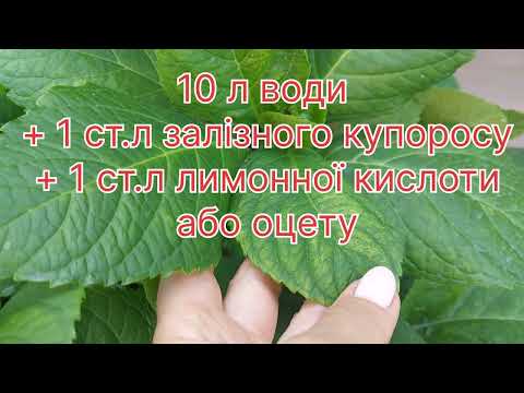 Видео: Готую  широколисту гортензію  до зими🦋 як обрізаю гортензію після цвітіння