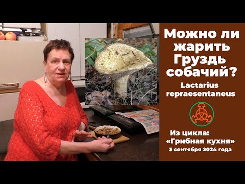 Видео: Можно ли жарить Груздь собачий?  Lactarius repraesentaneus. Грибная кухня . 3 сентября 2024 года