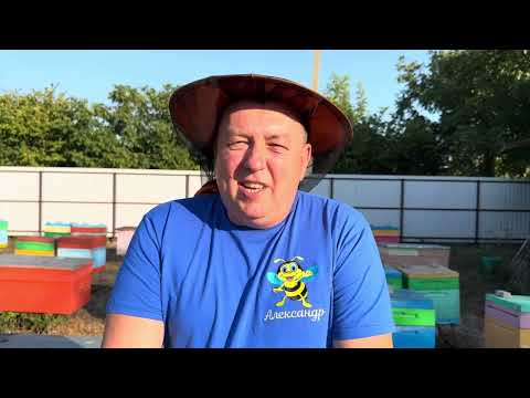 Видео: Пчёлы бакфаст селекции Пола Юнгельса