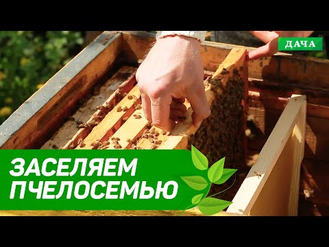 Видео: Заселяем улей. Как открыть пчелопакет и заселить в улей. Подготовка улика к заселению.