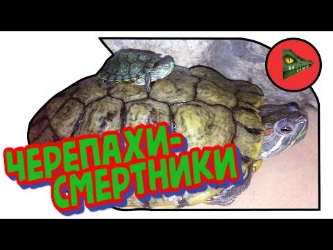 Видео: ЧЕРЕПАХИ-СМЕРТНИКИ! Вся правда о "карликовых" красноухих черепахах.