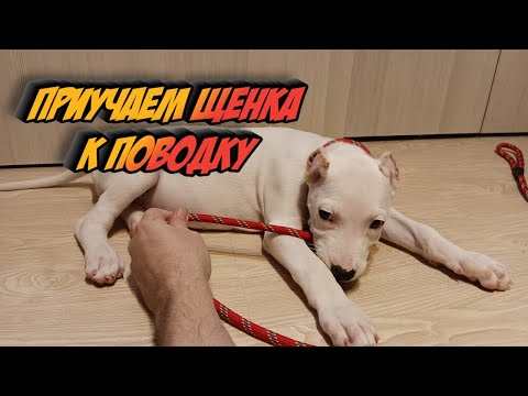 Видео: Как приучить щенка к поводку, Аргентинский Дог ДОМИНИКА.