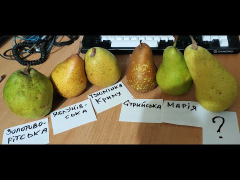 Видео: Смакові якості зимових сортів груш у січні. м. Вінниця